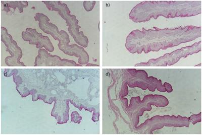 Statistical approaches for assessing meat quality and heifer rumen histology based on dietary forage